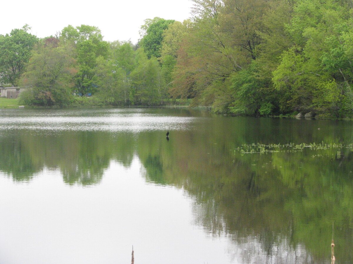 A still morning on Rainbow Pond with a bird on the water