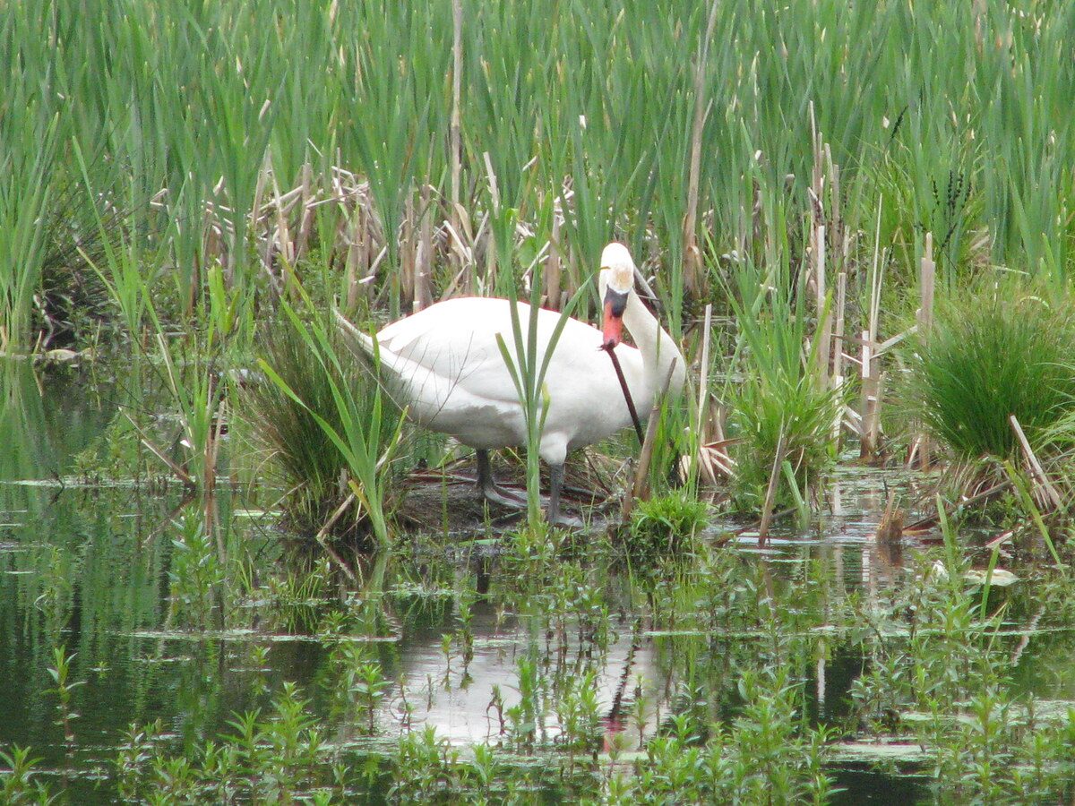 A swan among the reeds at the edge of Rainbow Pond