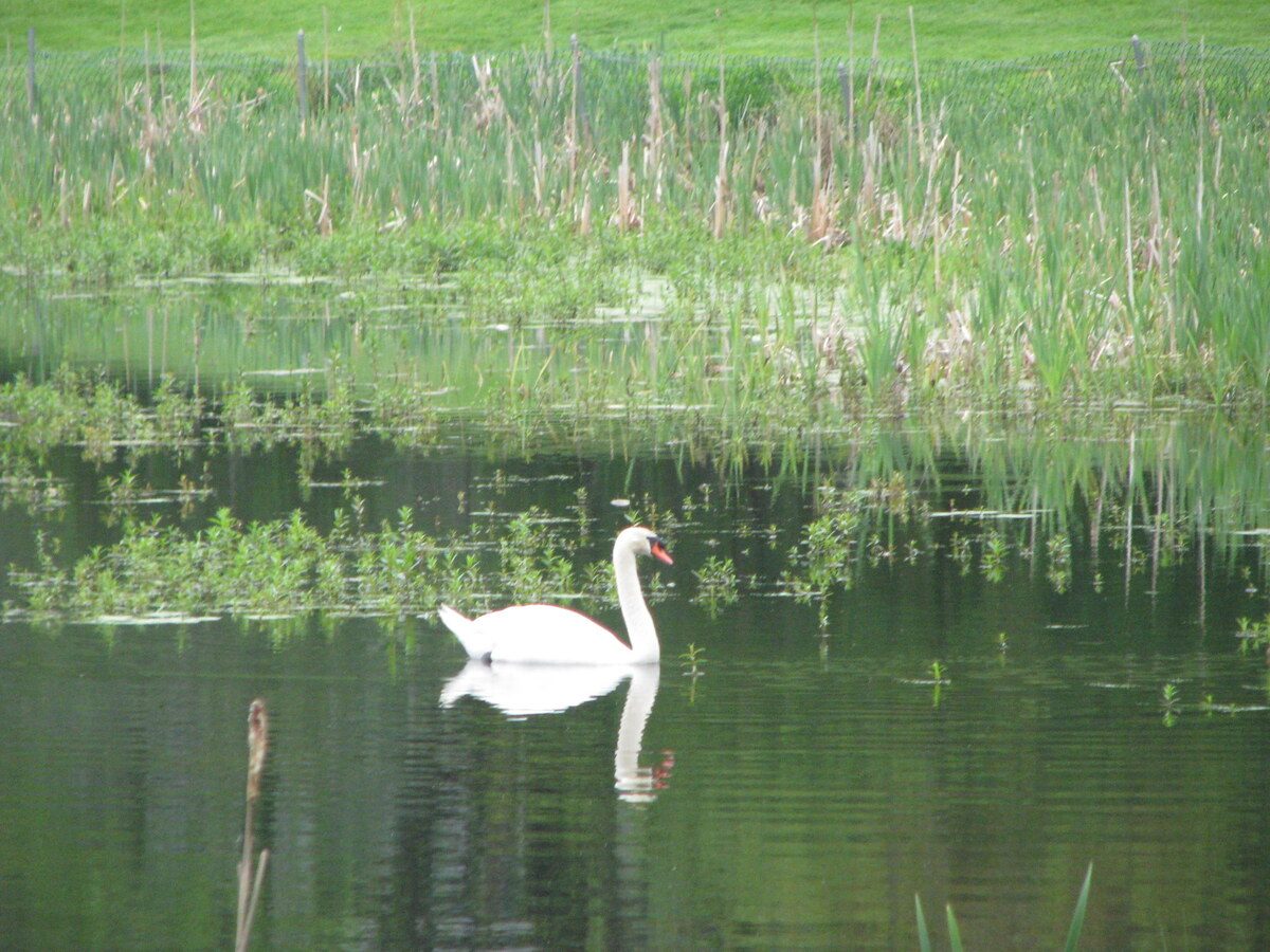 A swan gliding across Rainbow Pond