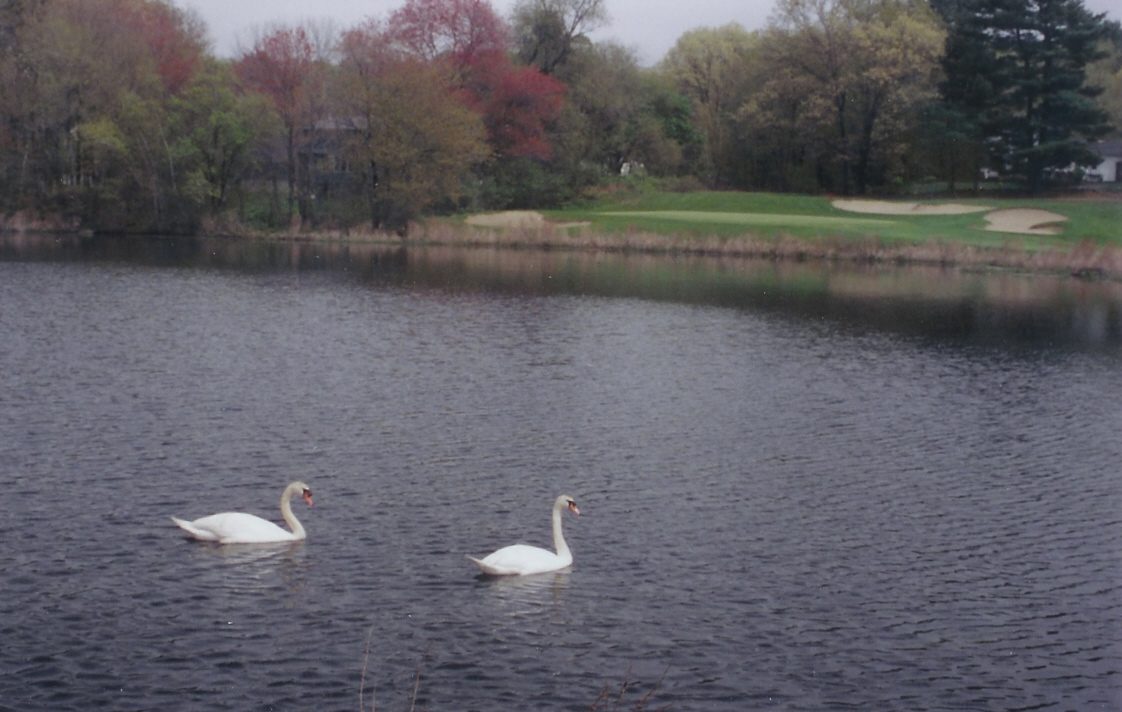 Two swans on Rainbow Pond with the golf course beyond